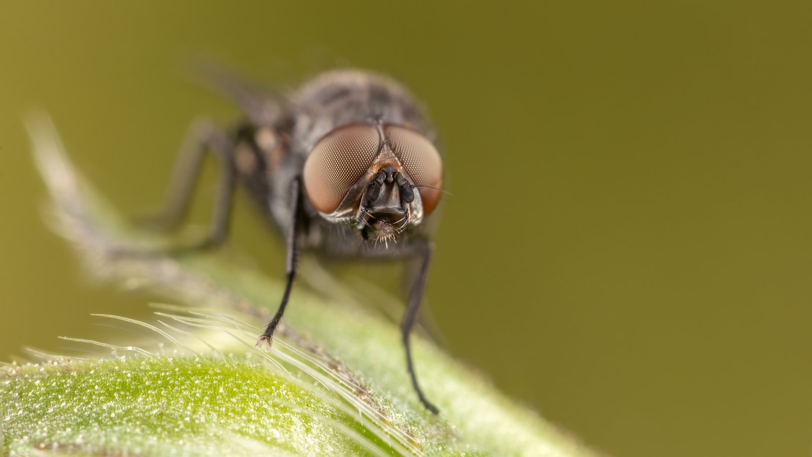 Macro & Insects