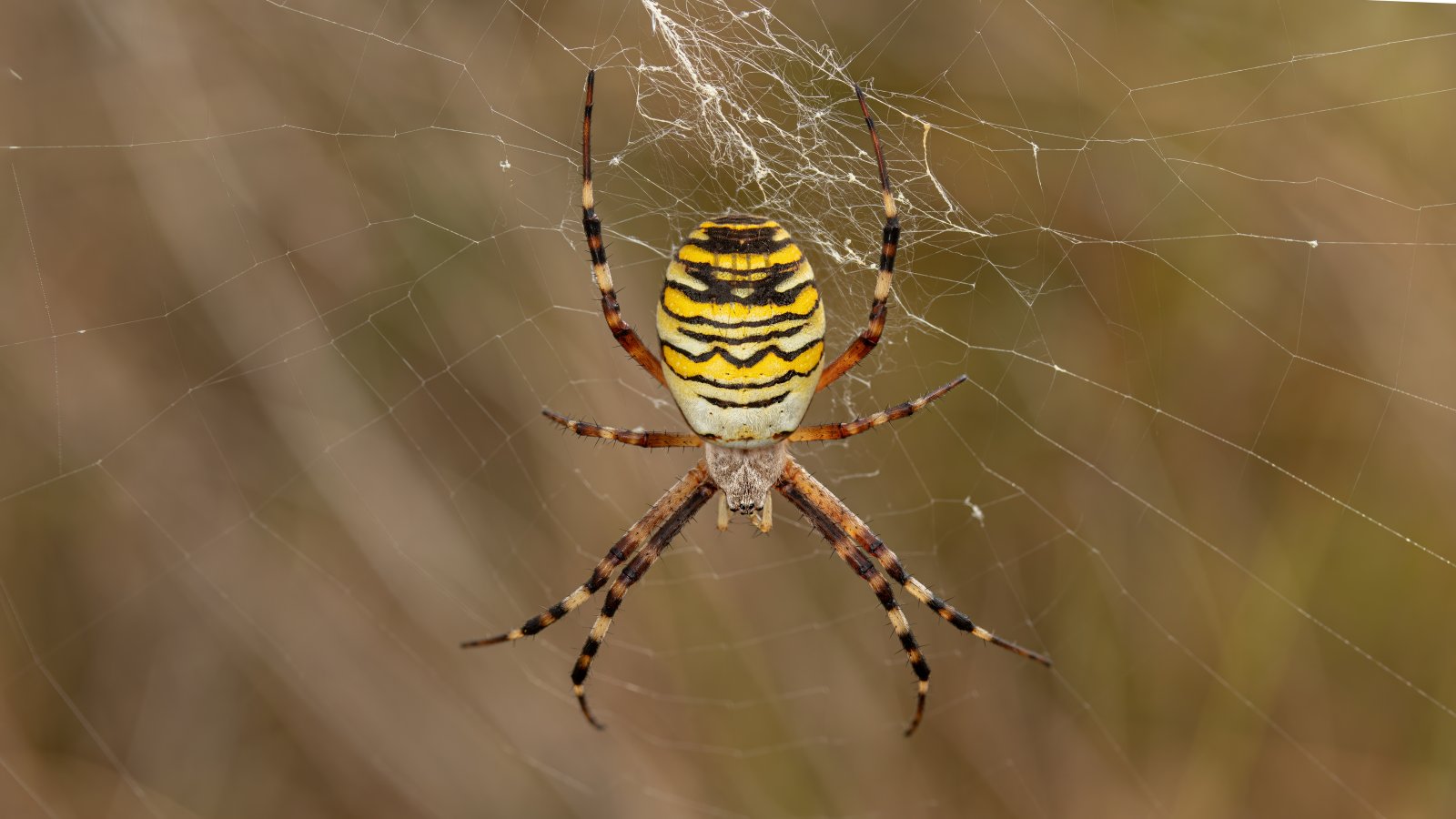 Macro & Insects