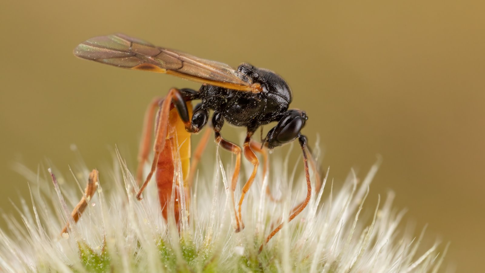 Macro & Insects