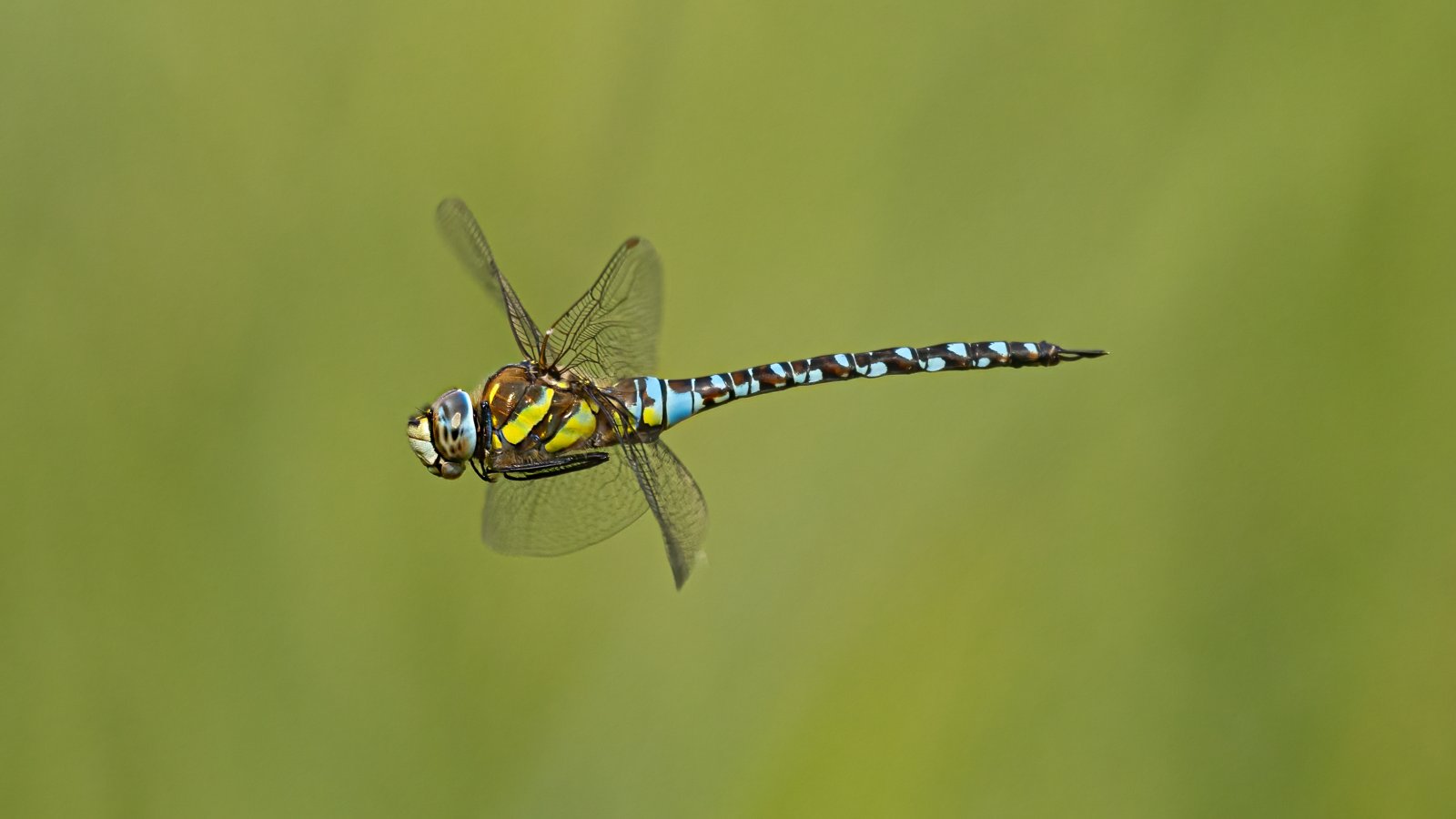 Macro & Insects