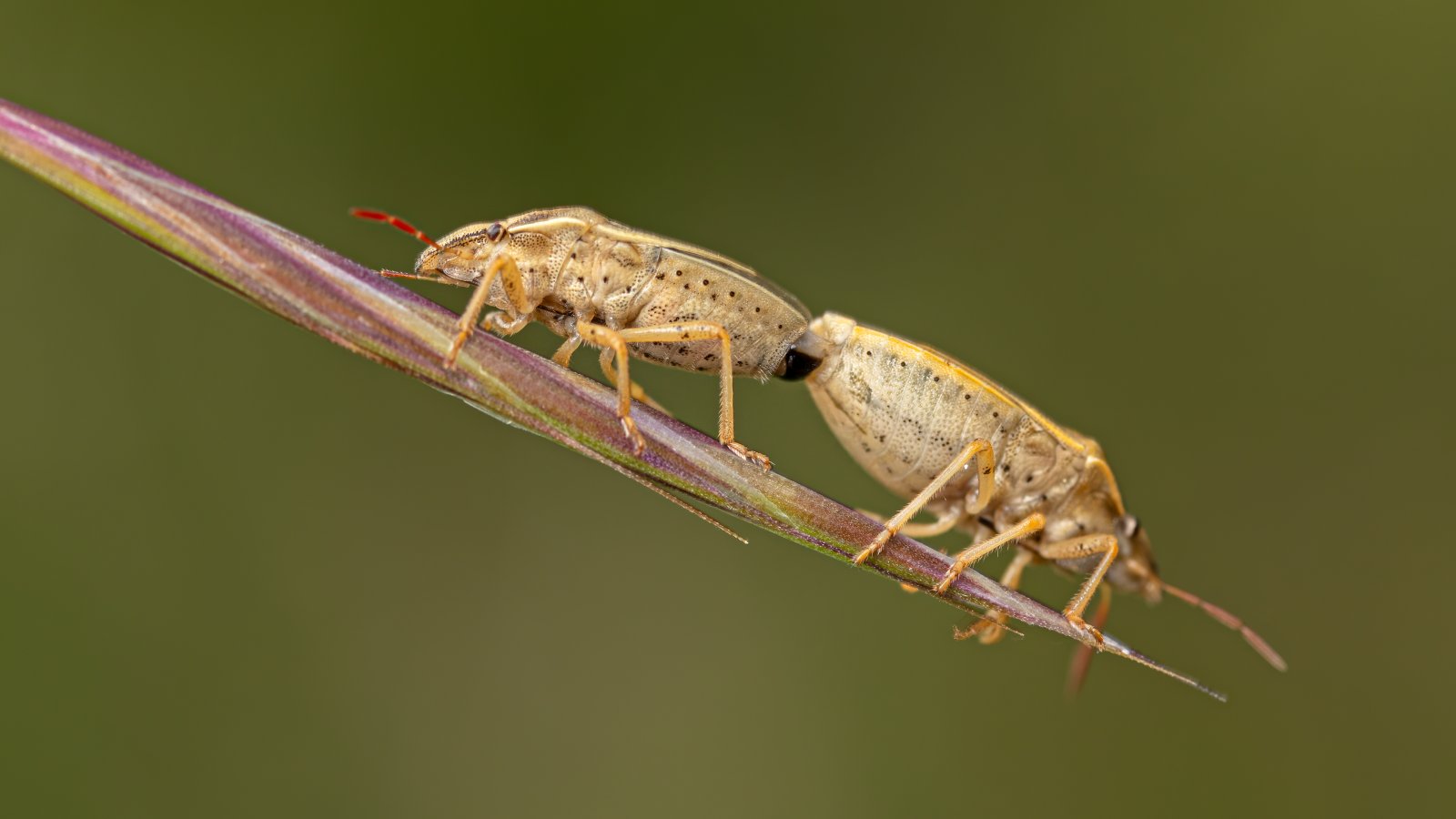 Macro & Insects