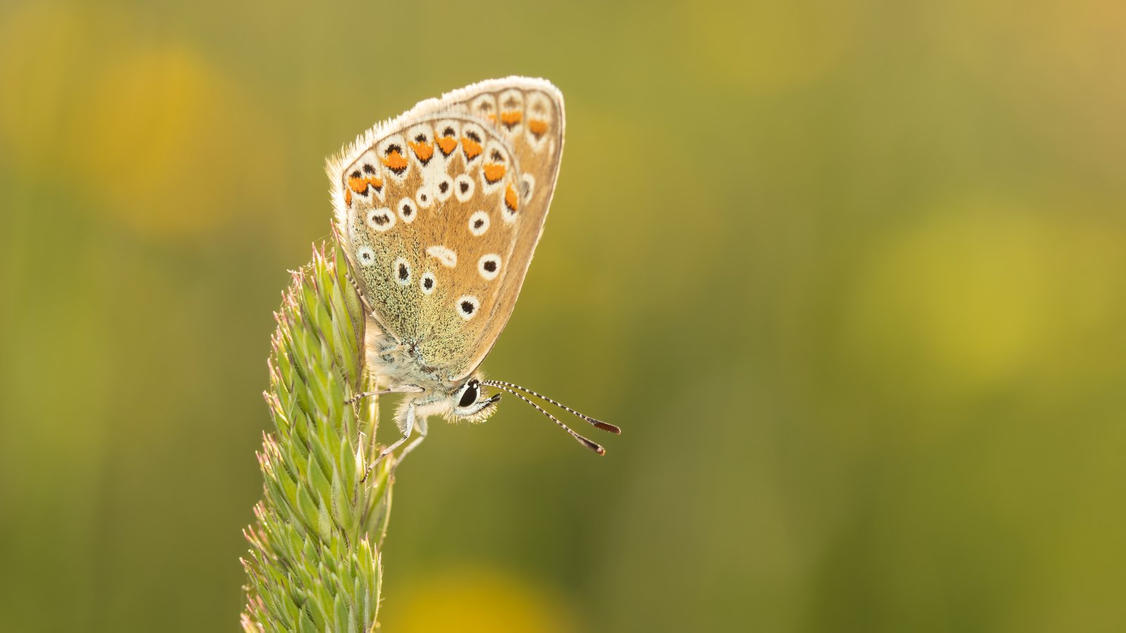 Macro & Insects