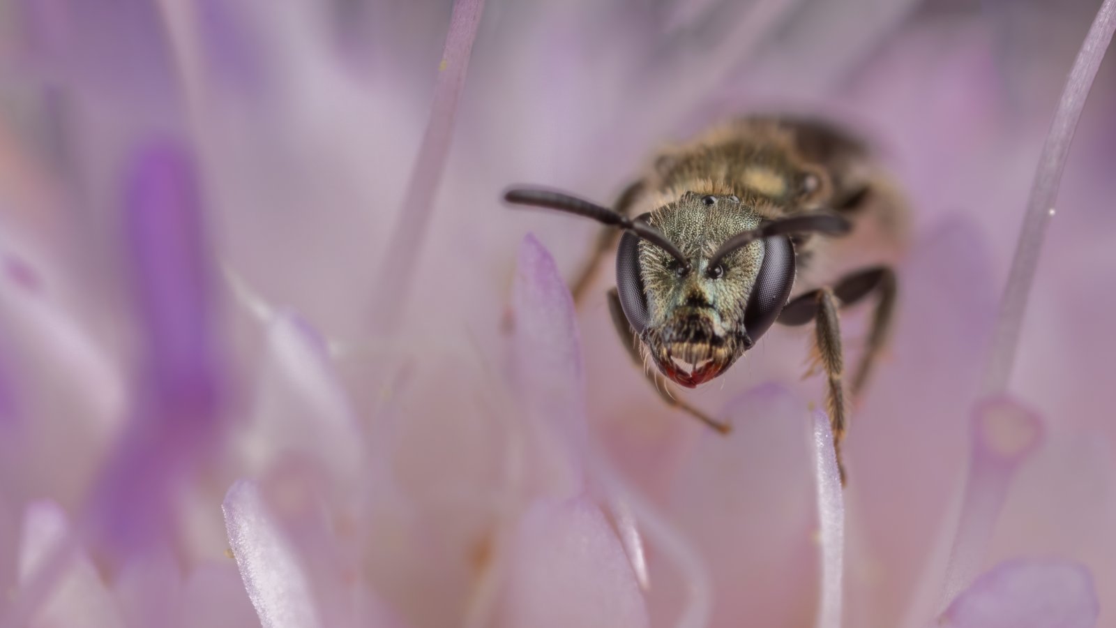 Macro & Insects