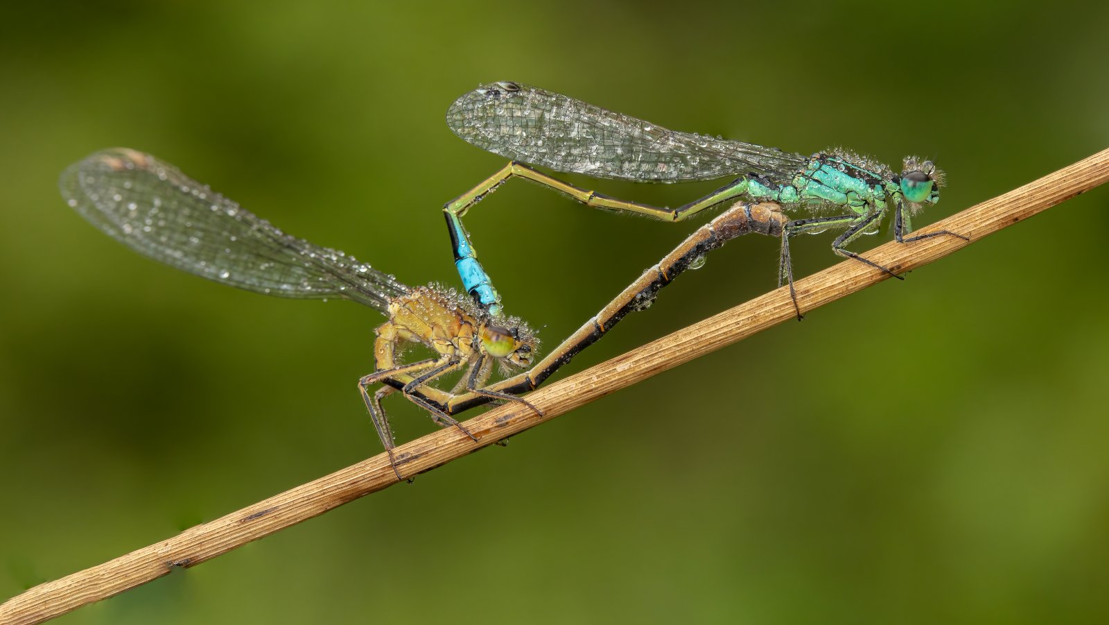 Macro & Insects