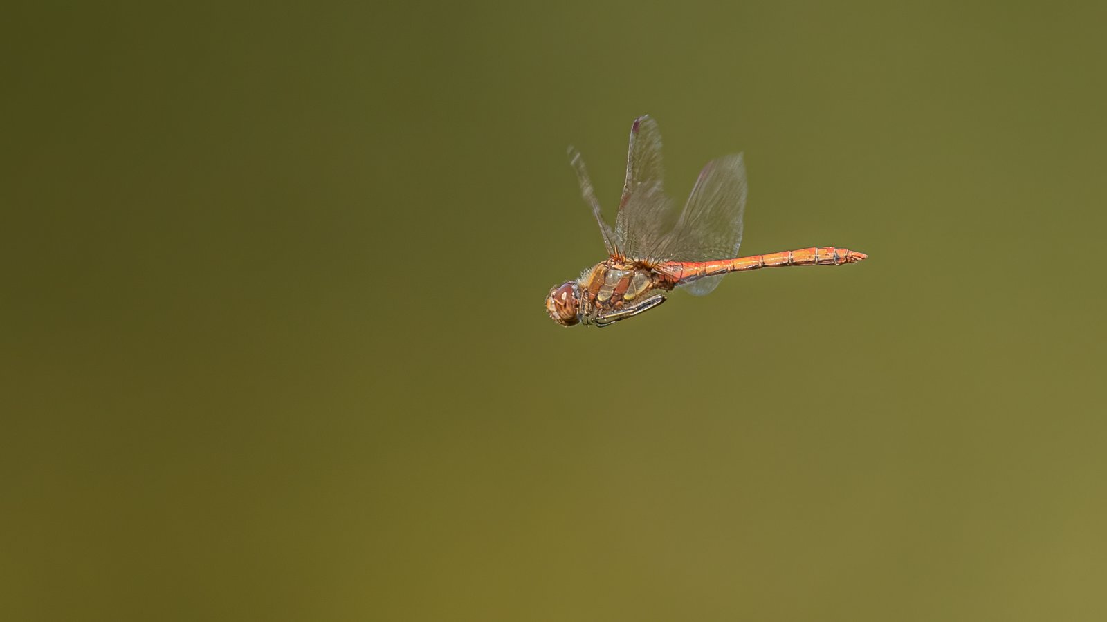 Macro & Insects