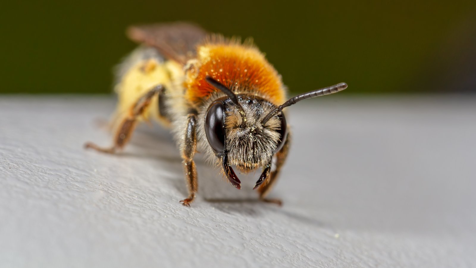 Macro & Insects