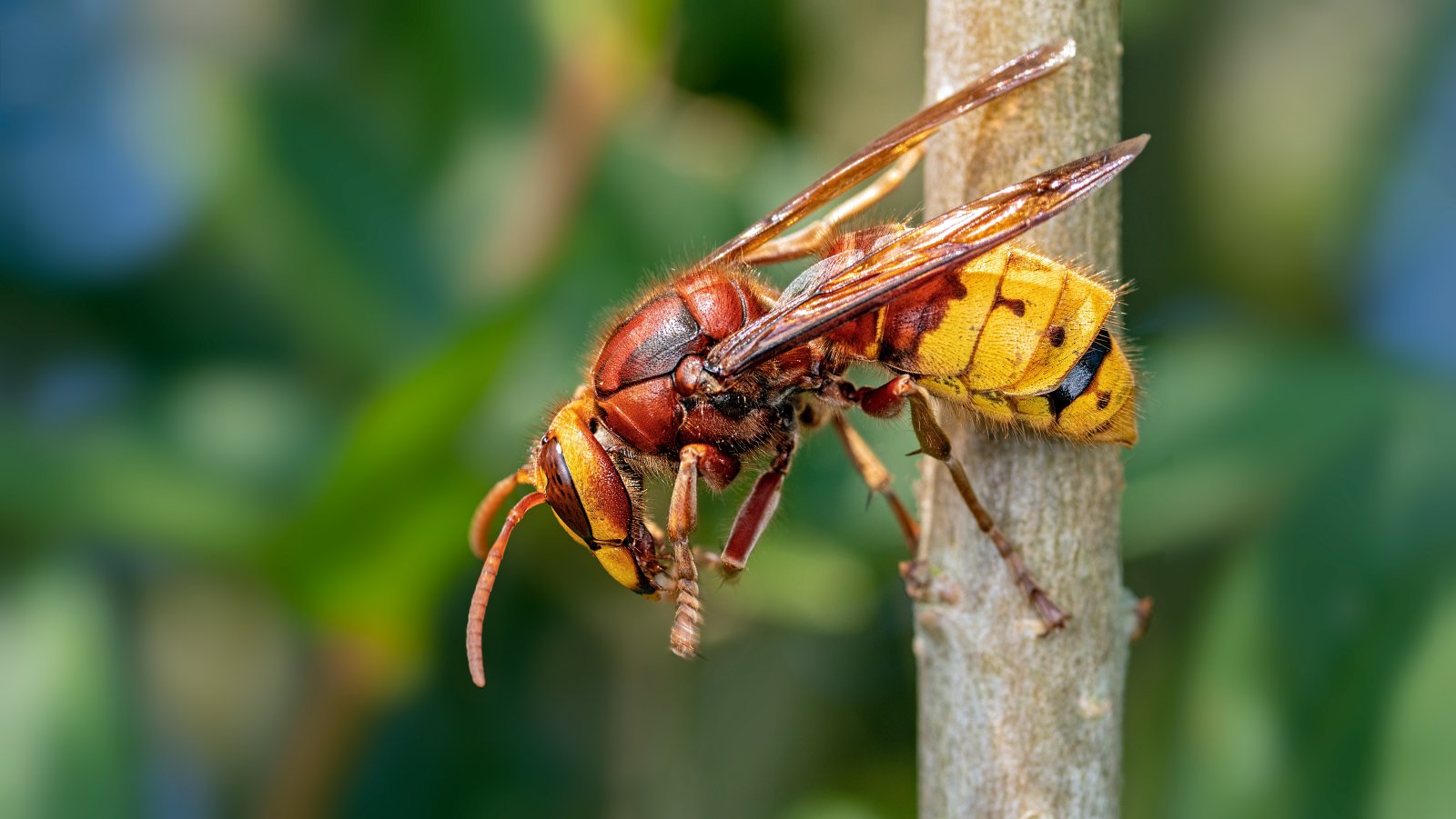 Macro & Insects