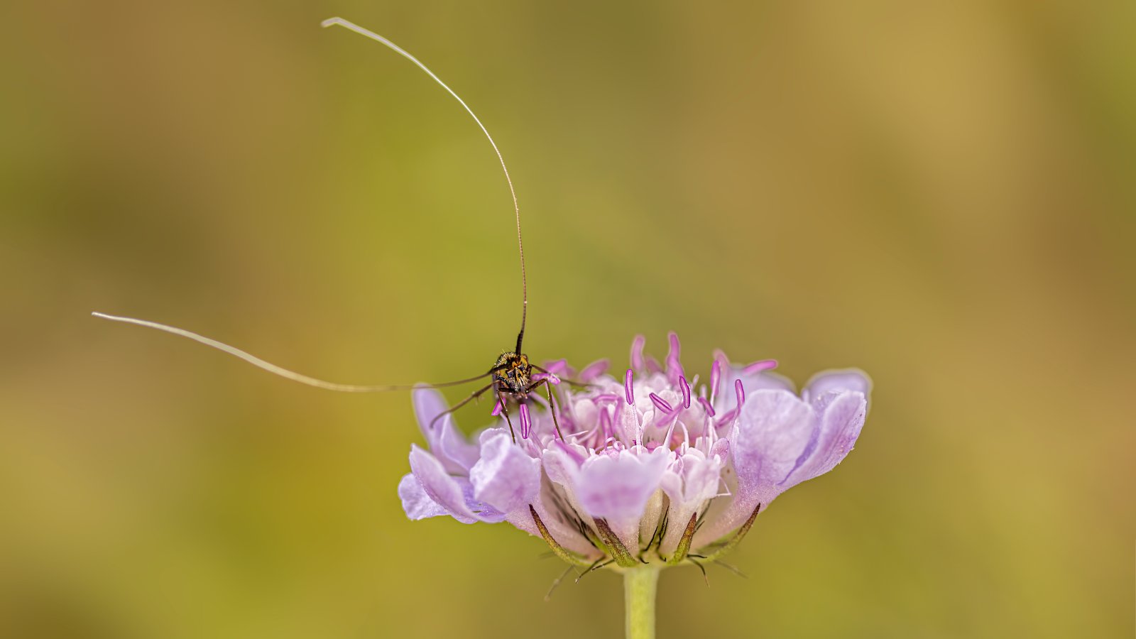 Macro & Insects