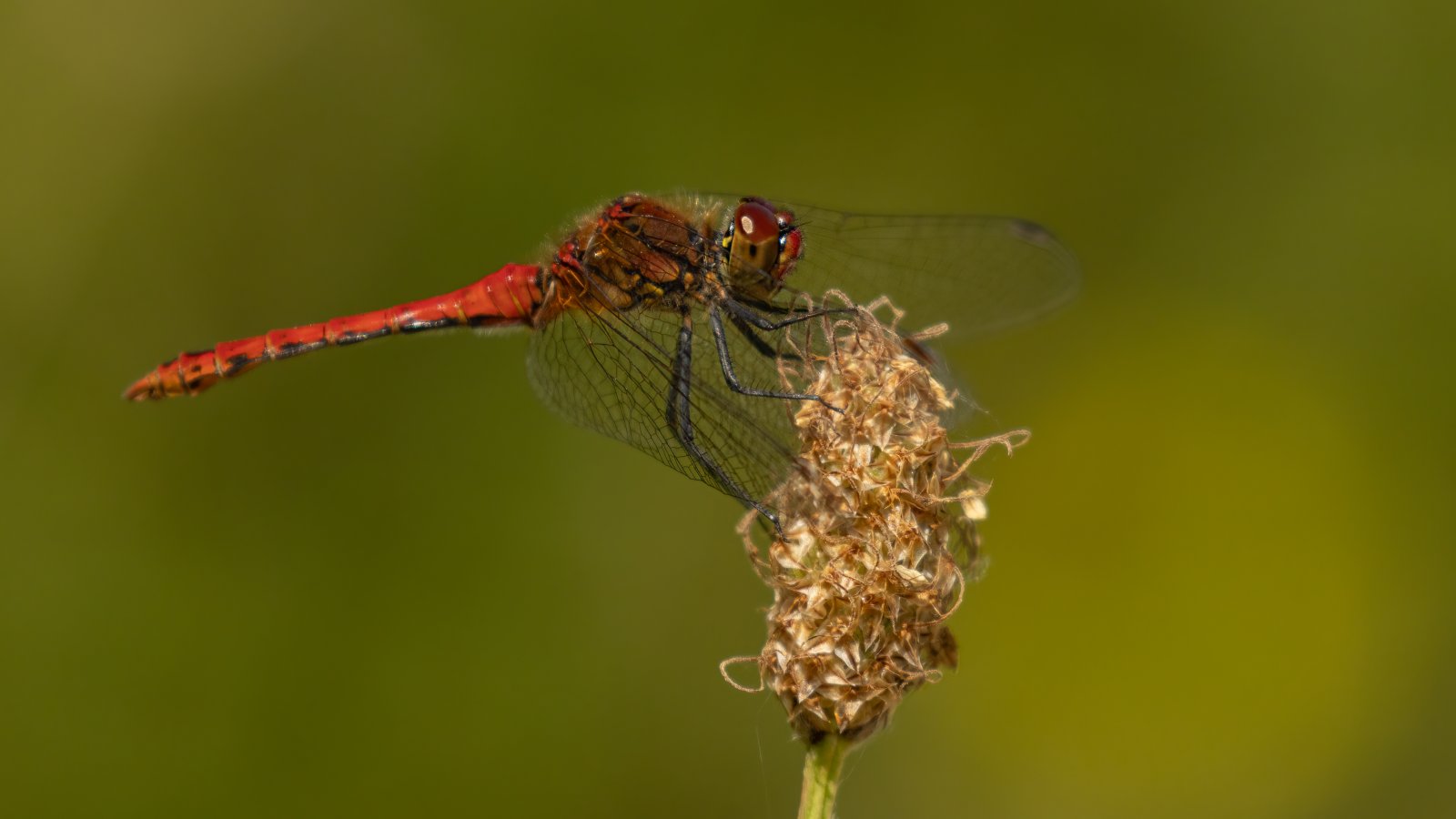 Macro & Insects