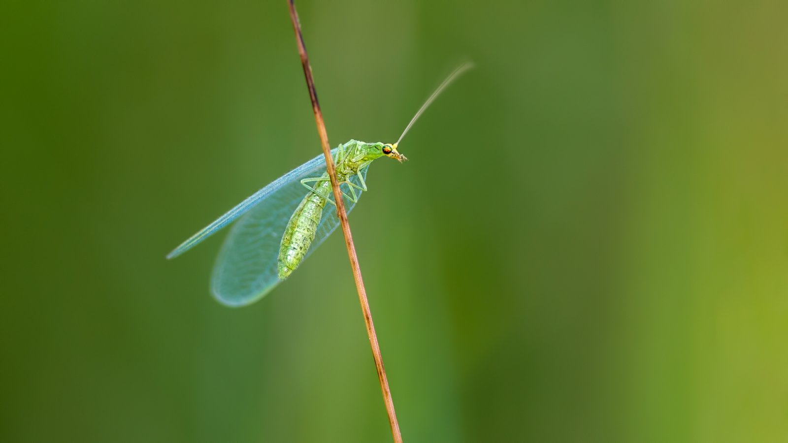 Macro & Insects