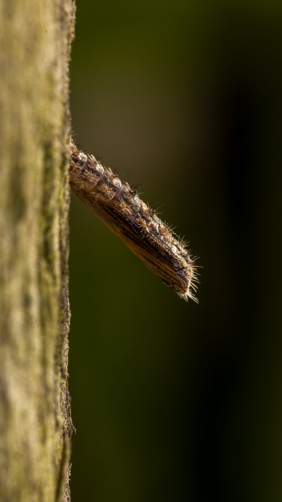 Macro & Insects