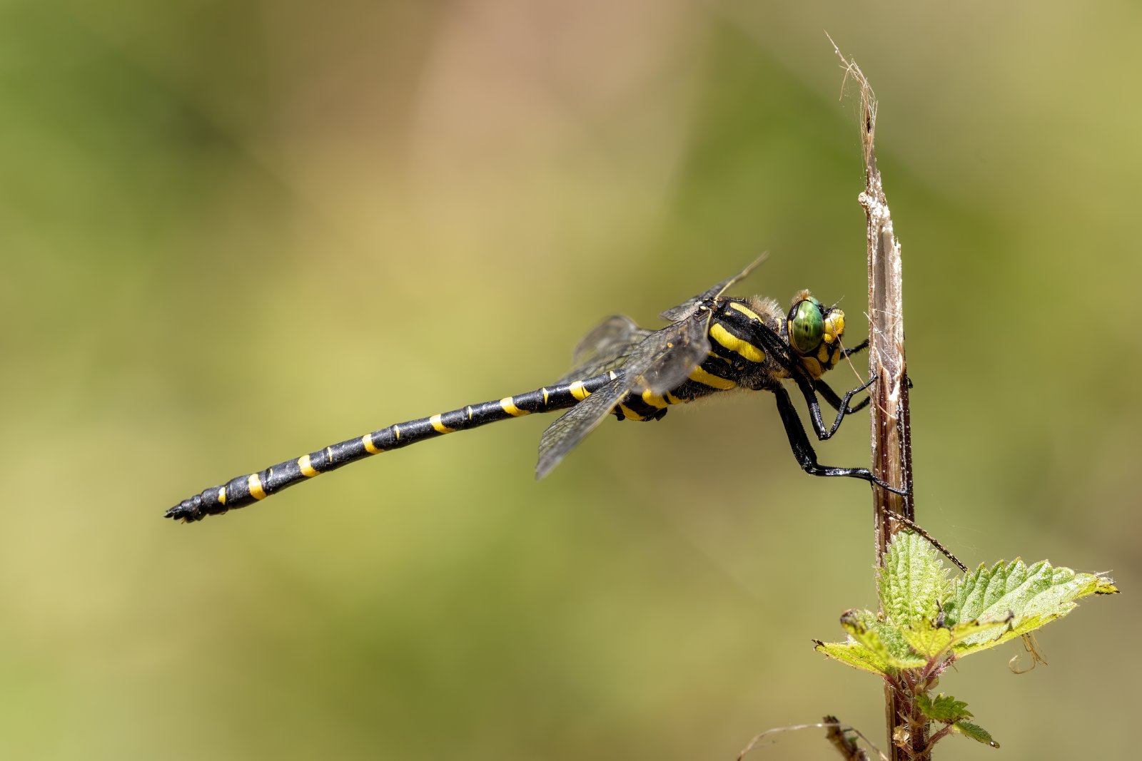 Macro & Insects