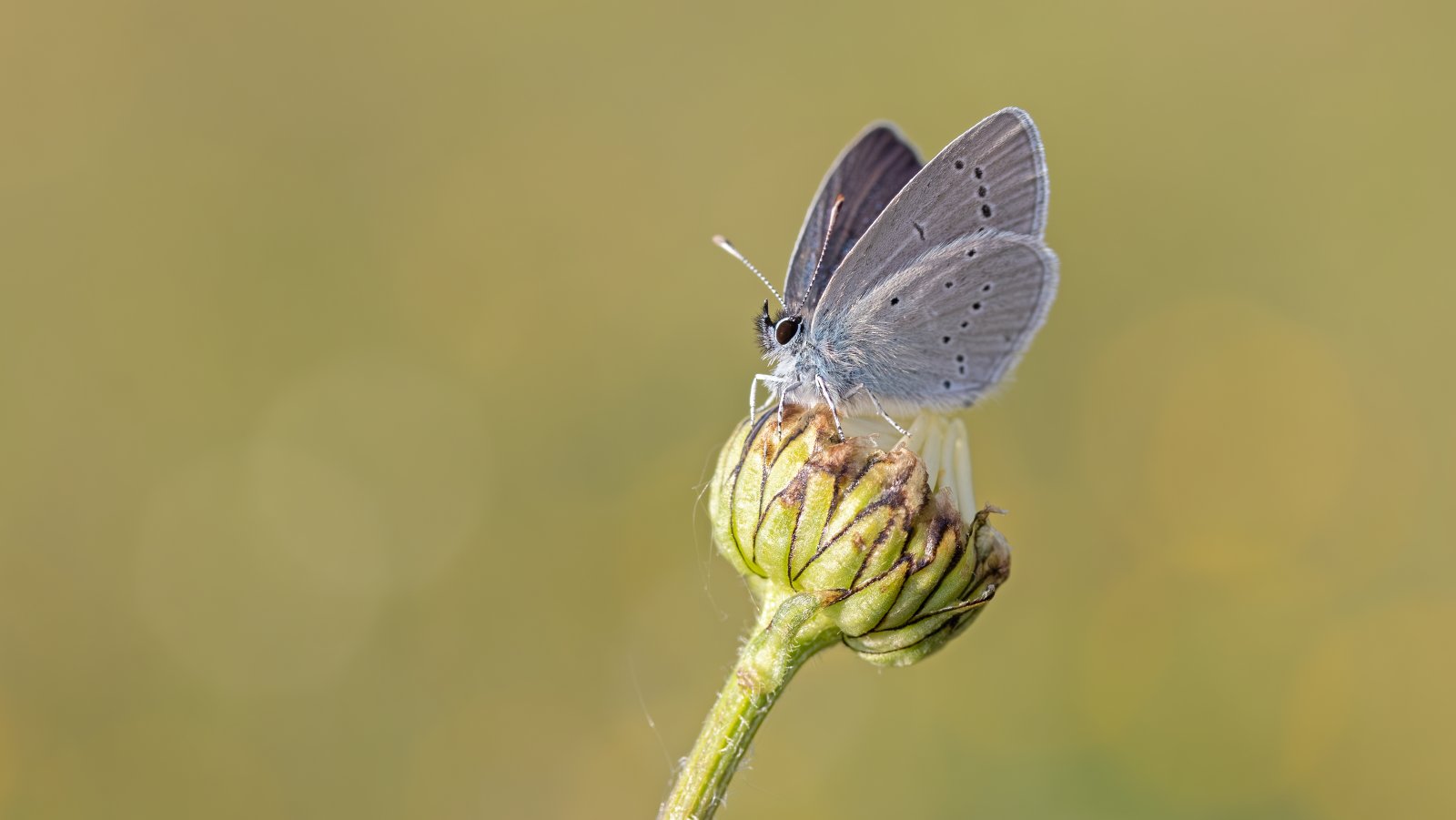 Macro & Insects