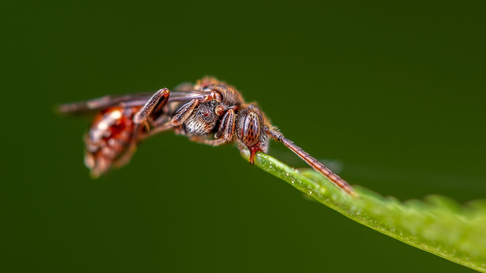 Macro & Insects