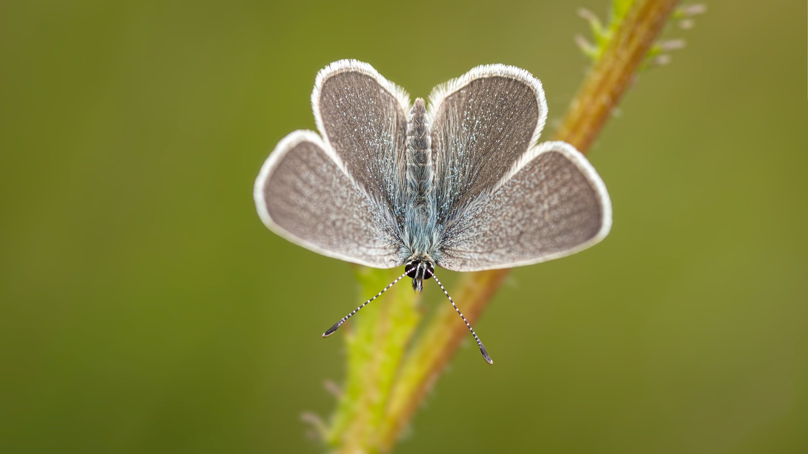 Macro & Insects