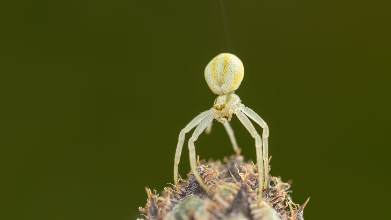 Macro & Insects