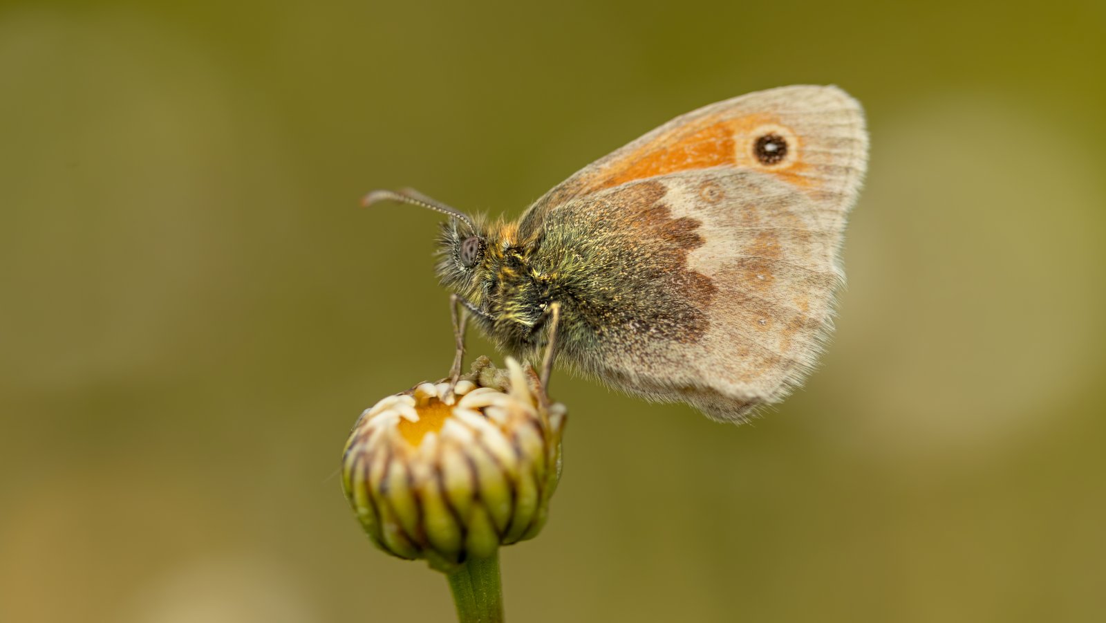 Macro & Insects