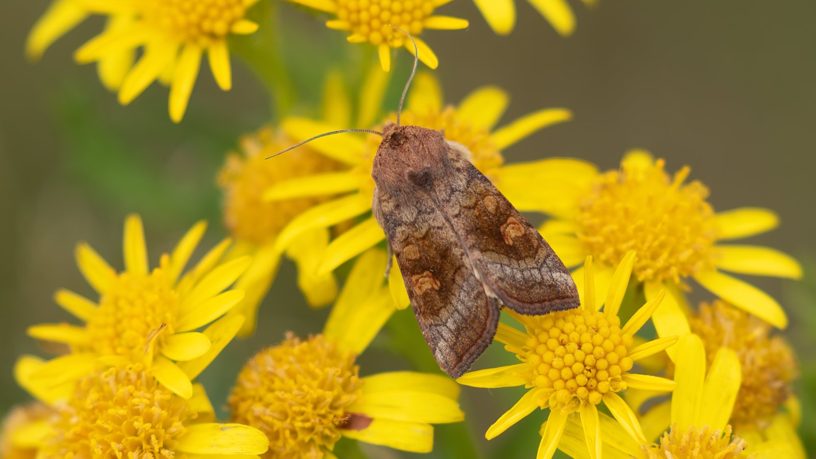 Macro & Insects