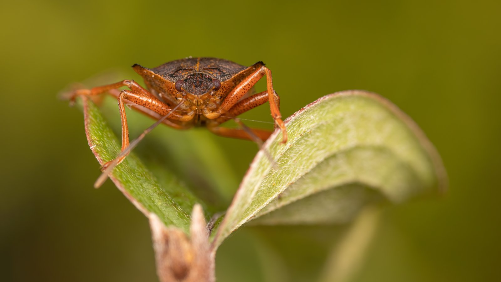 Macro & Insects