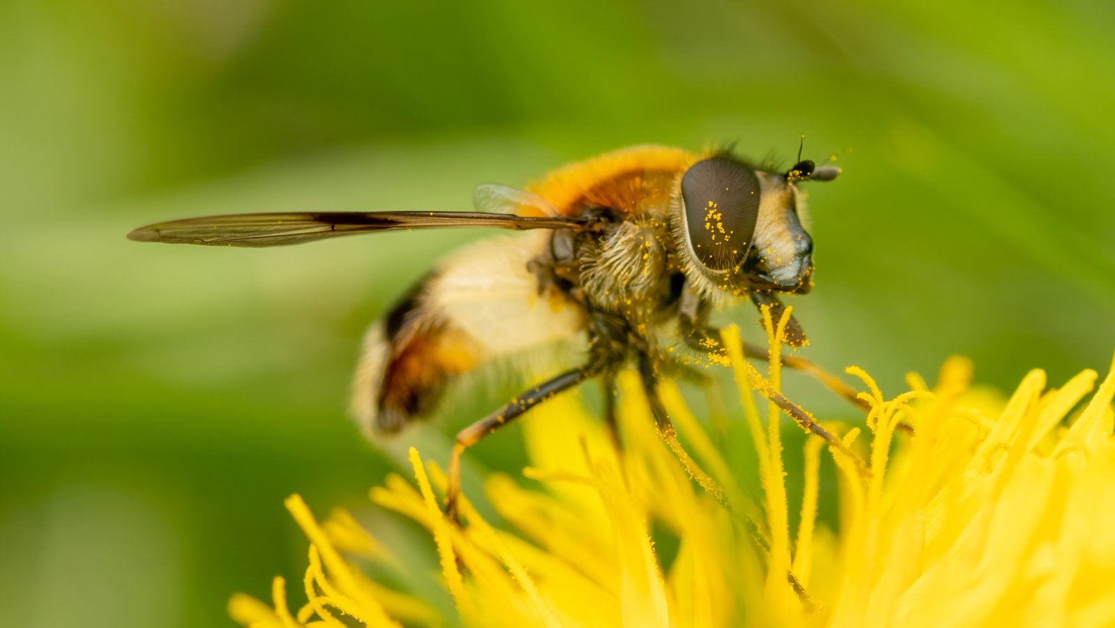 Macro & Insects