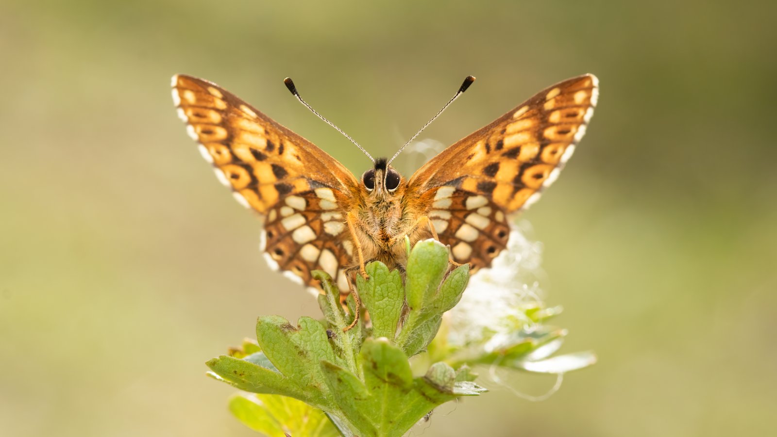 Macro & Insects