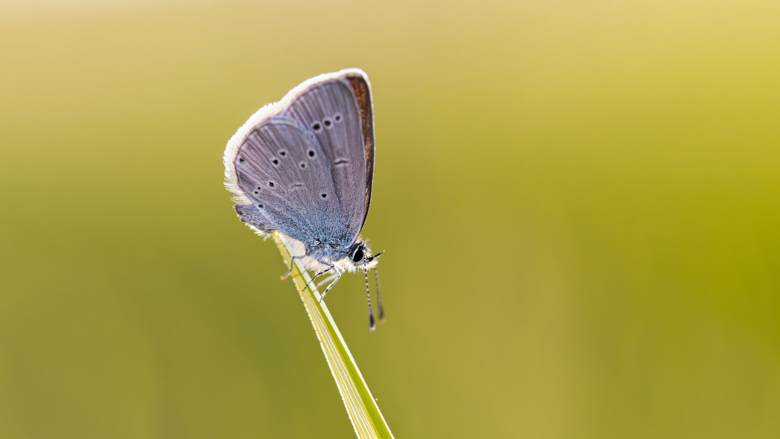 Macro & Insects