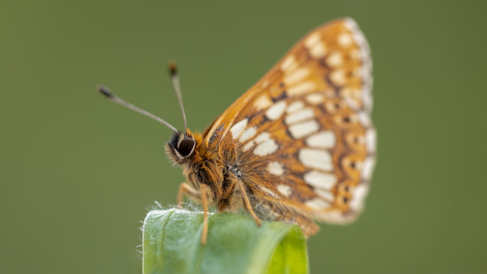 Macro & Insects