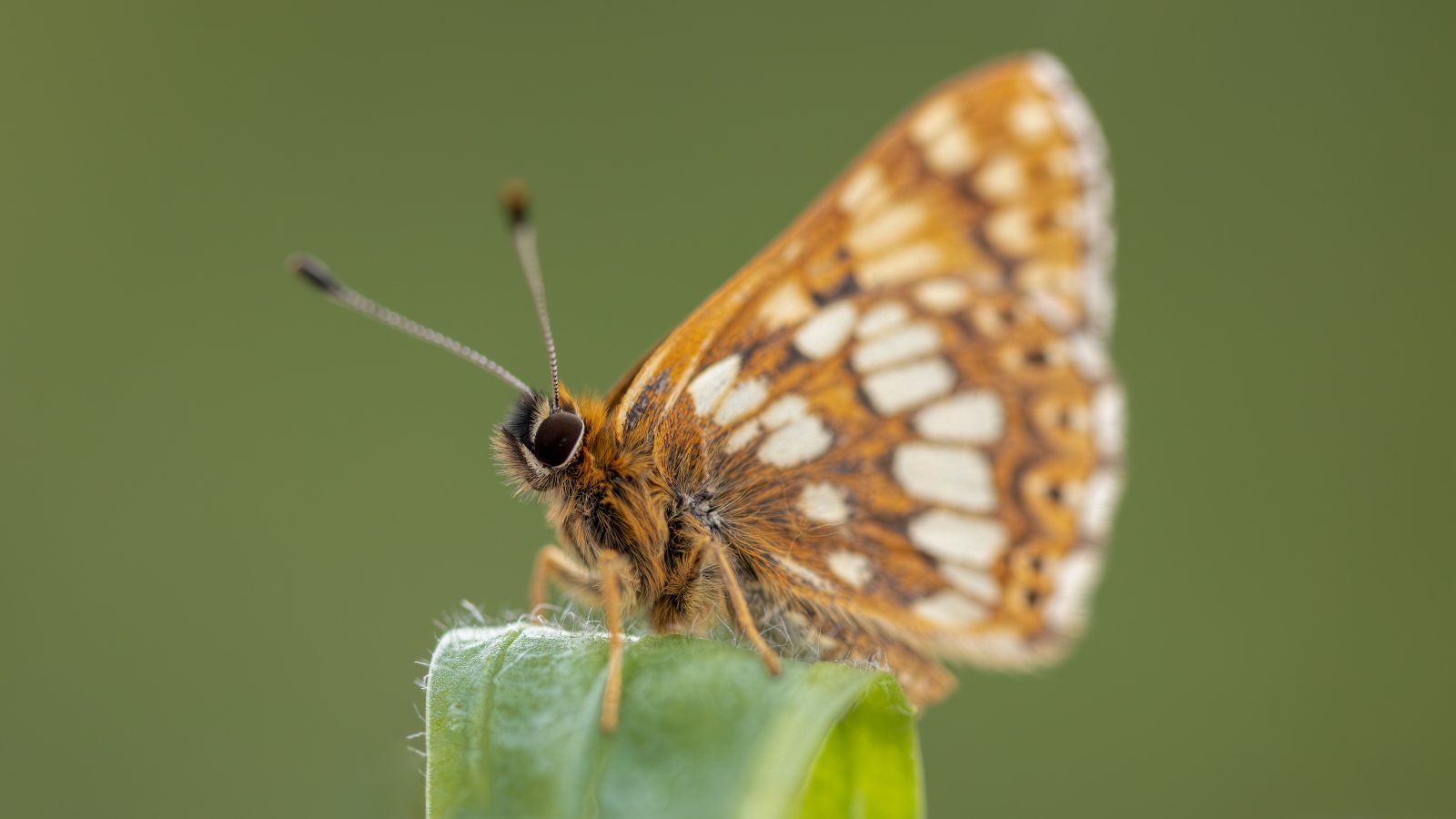 Macro & Insects