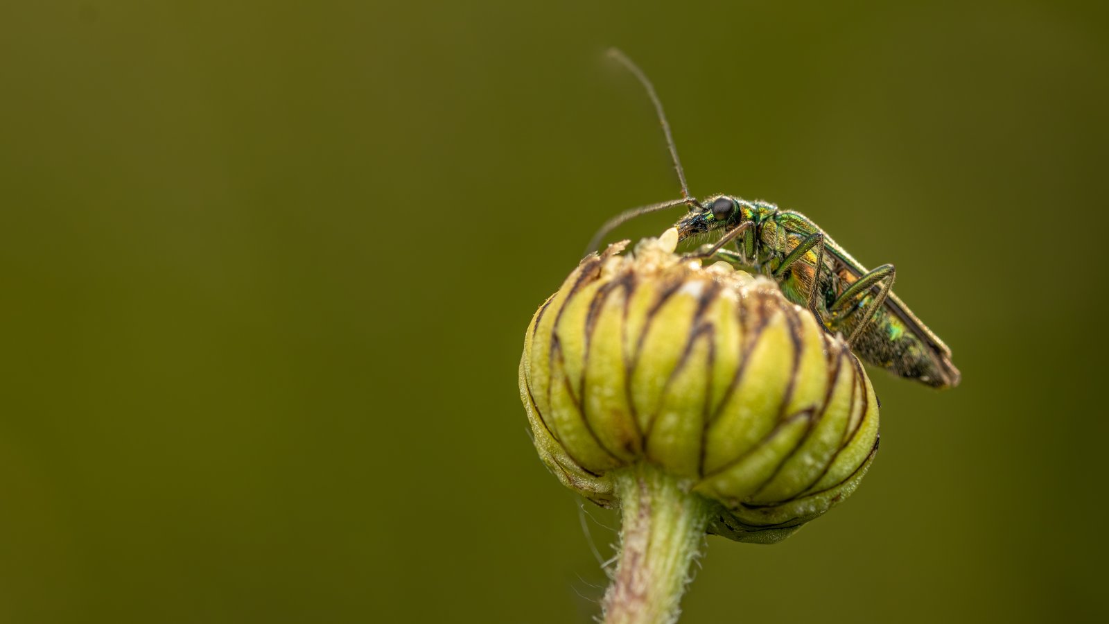 Macro & Insects