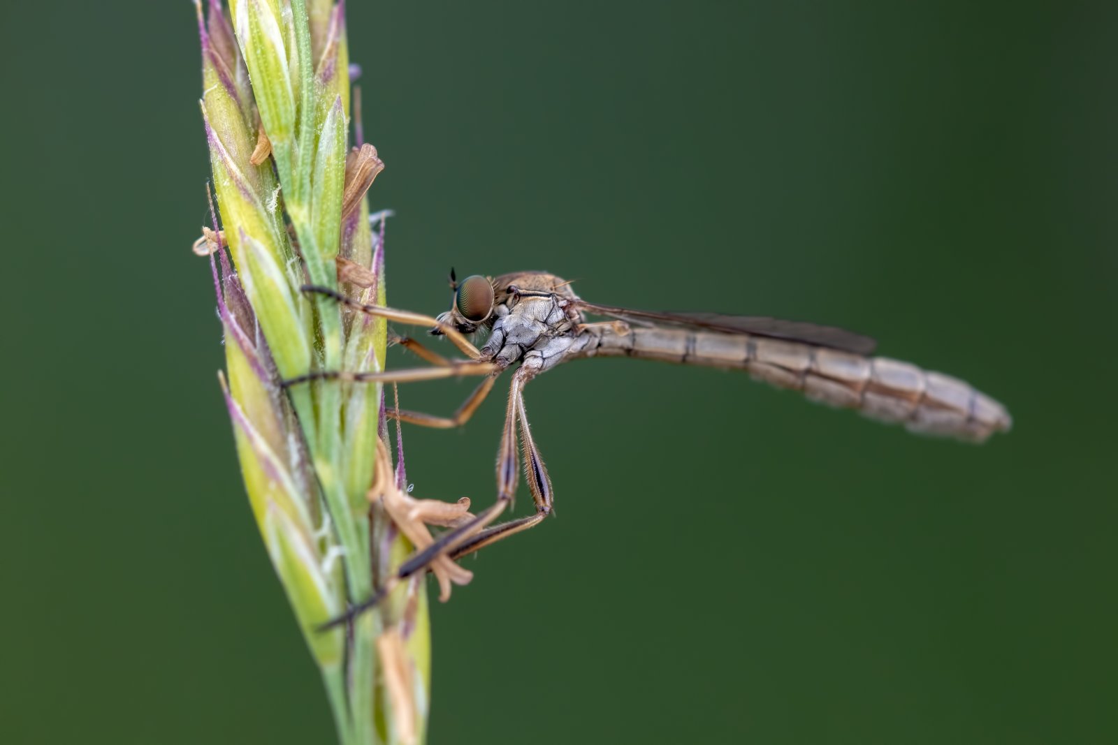 Macro & Insects