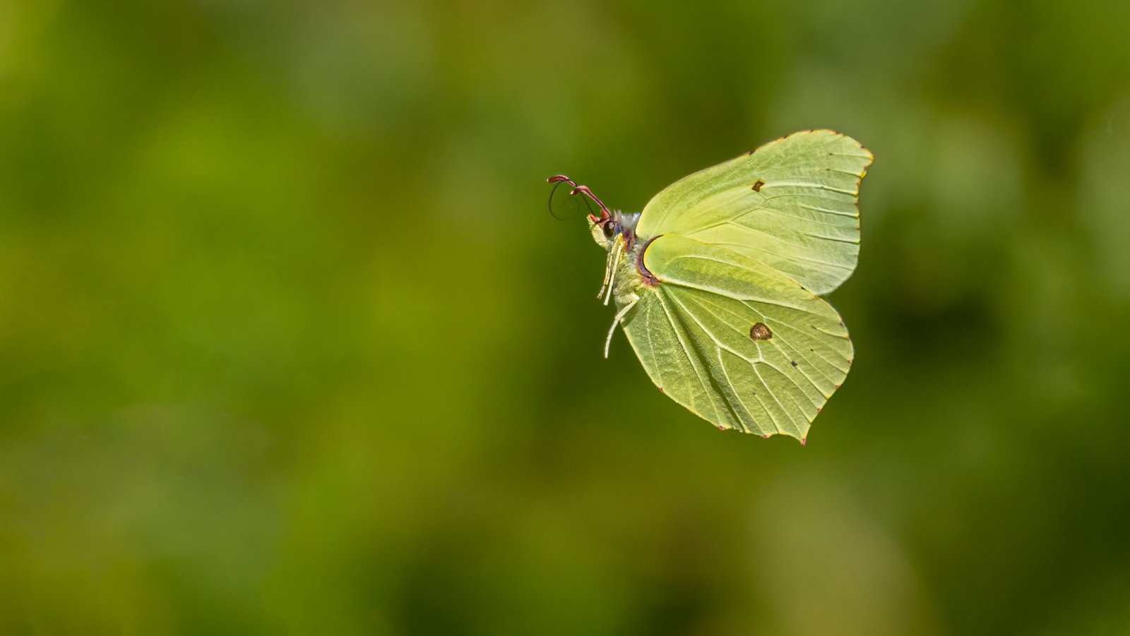 Macro & Insects