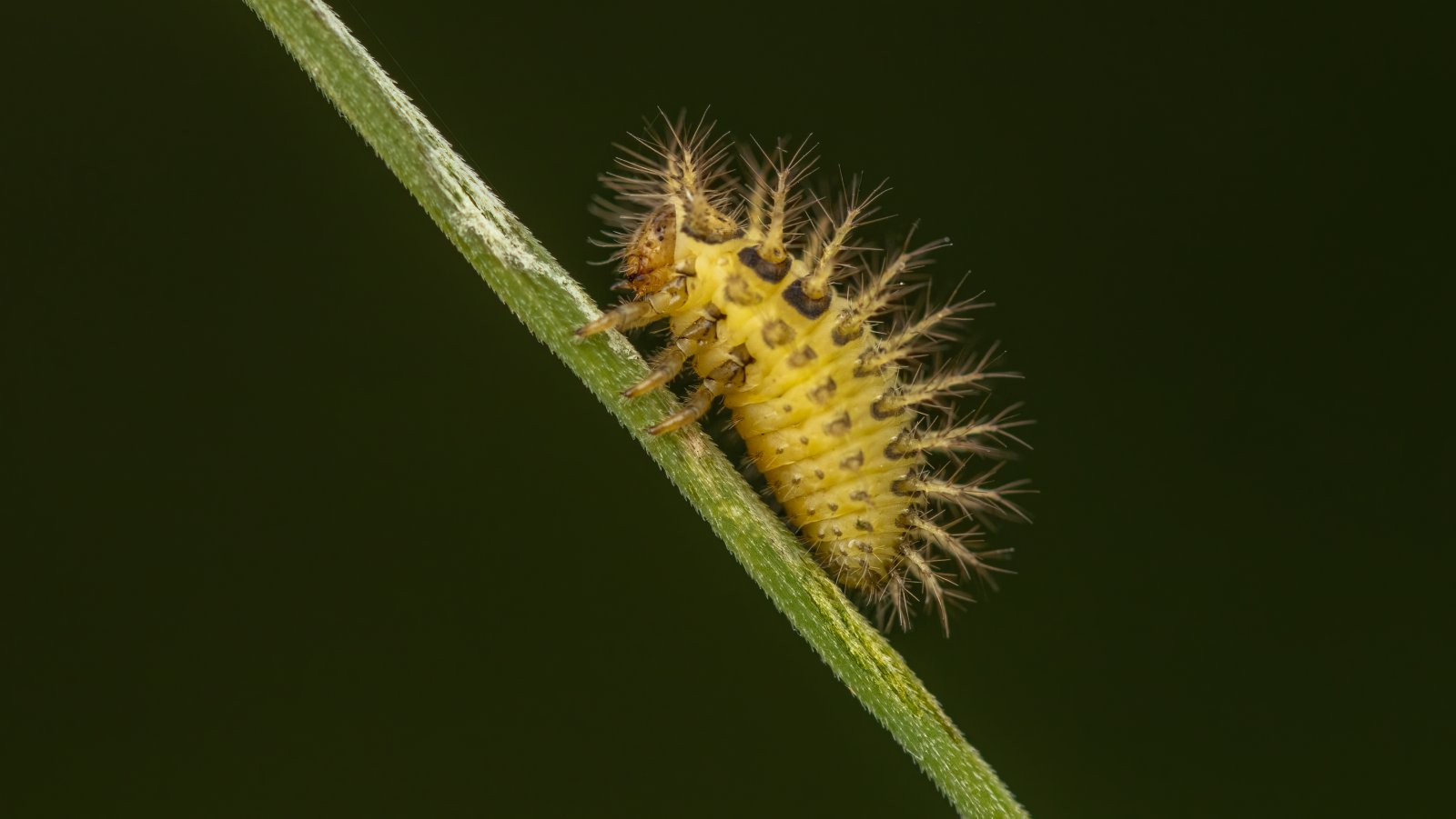 Macro & Insects