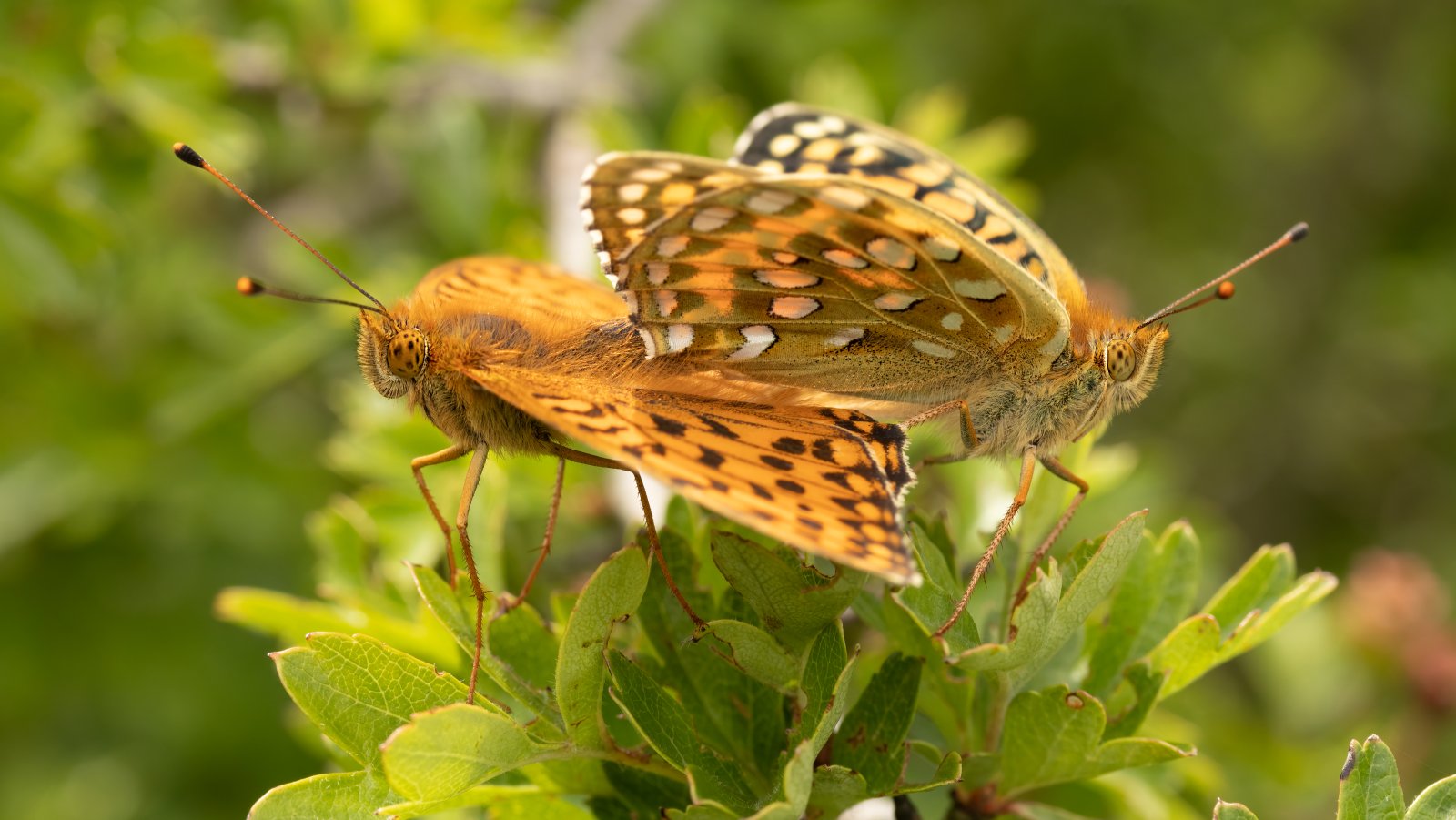 Macro & Insects