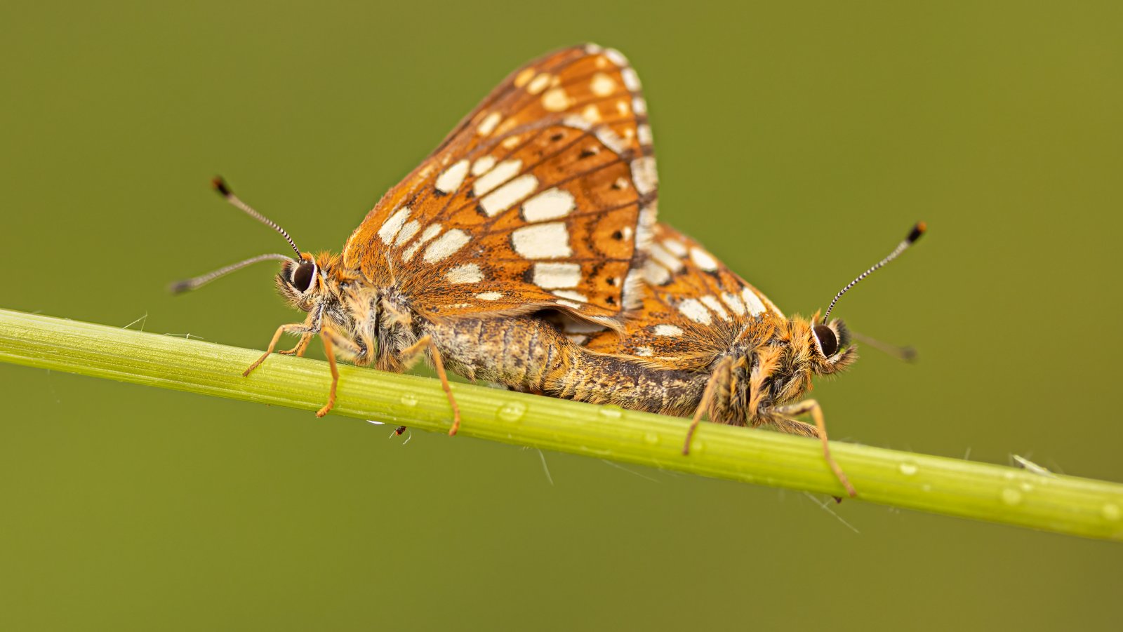 Macro & Insects