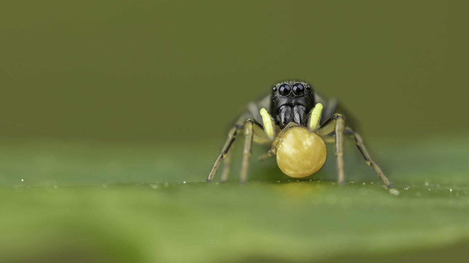 Macro & Insects