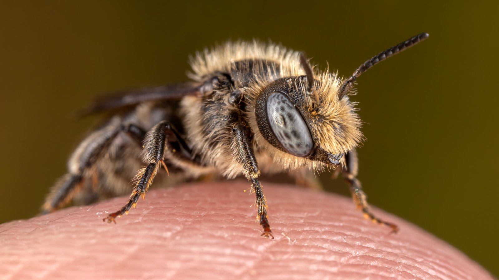 Macro & Insects