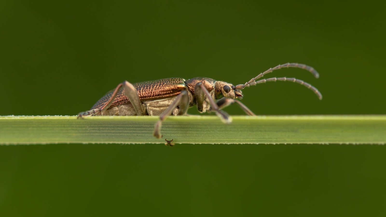 Macro & Insects