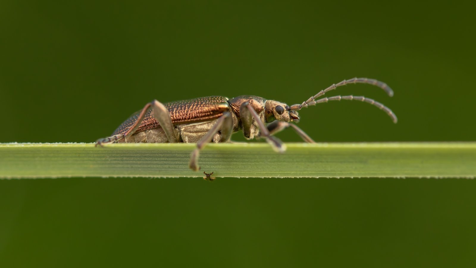 Macro & Insects