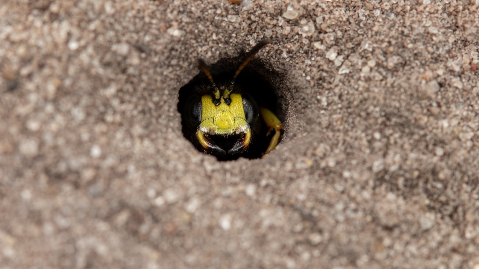 Macro & Insects