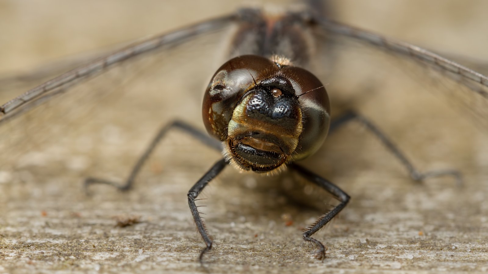 Macro & Insects