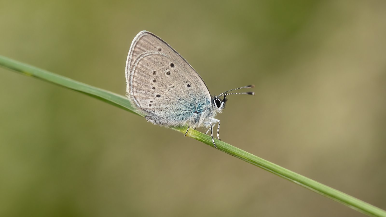 Macro & Insects