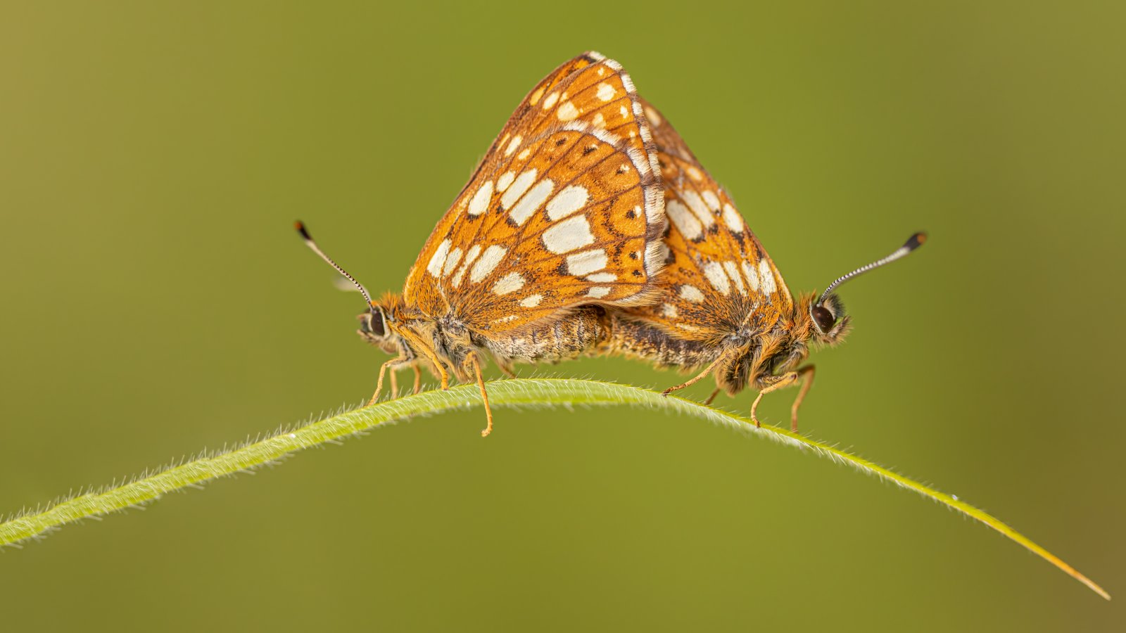 Macro & Insects