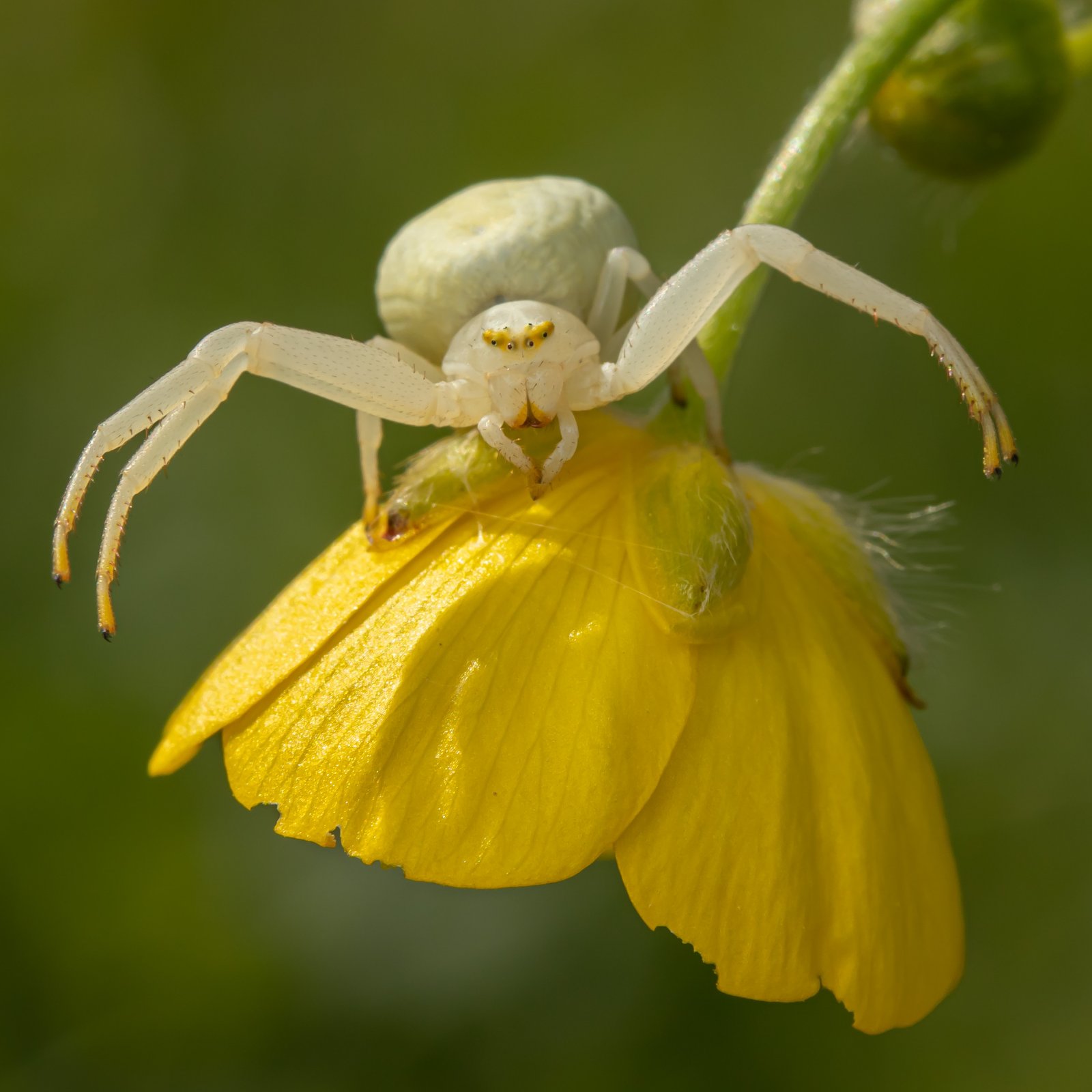 Macro & Insects