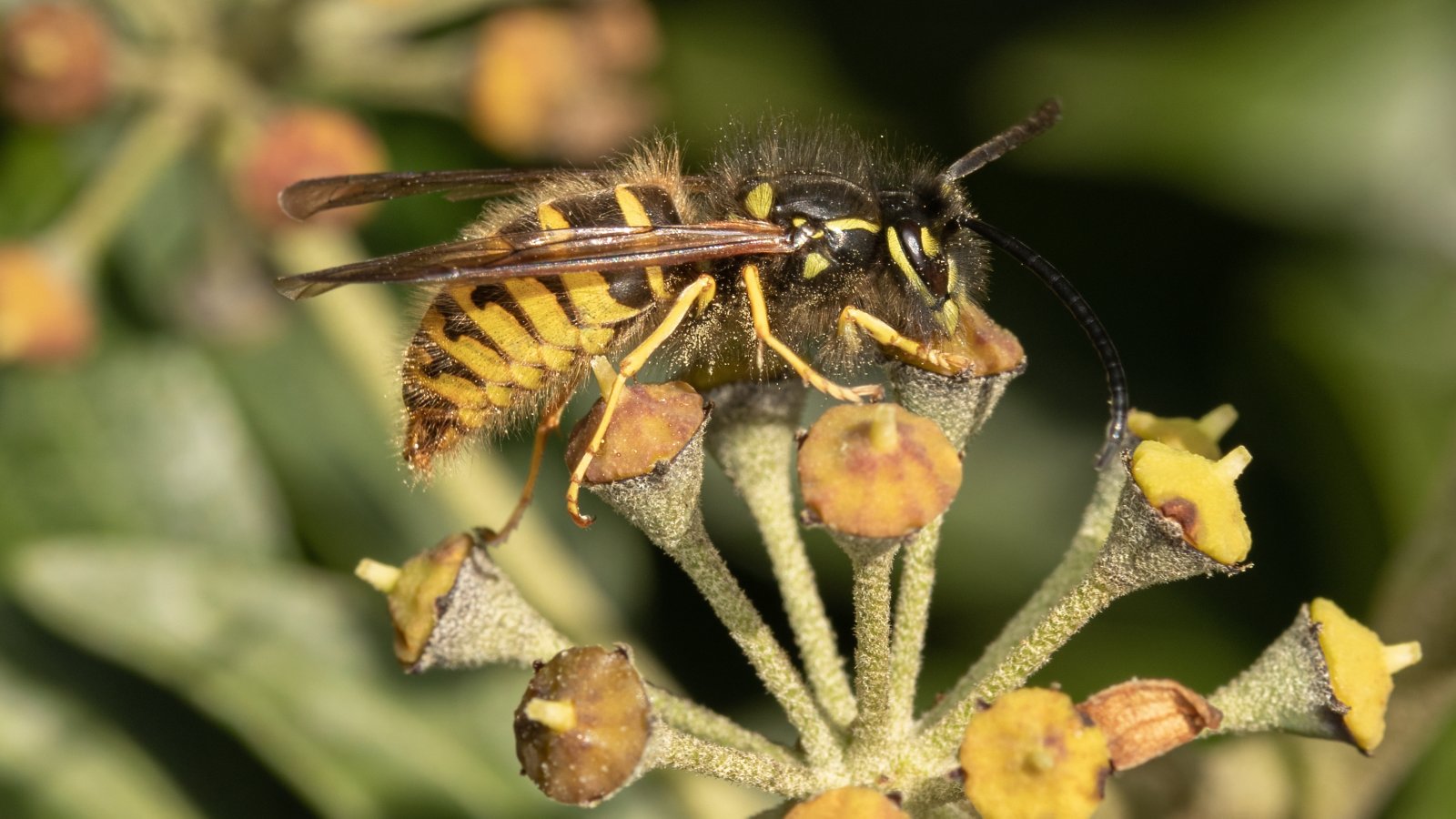 Macro & Insects