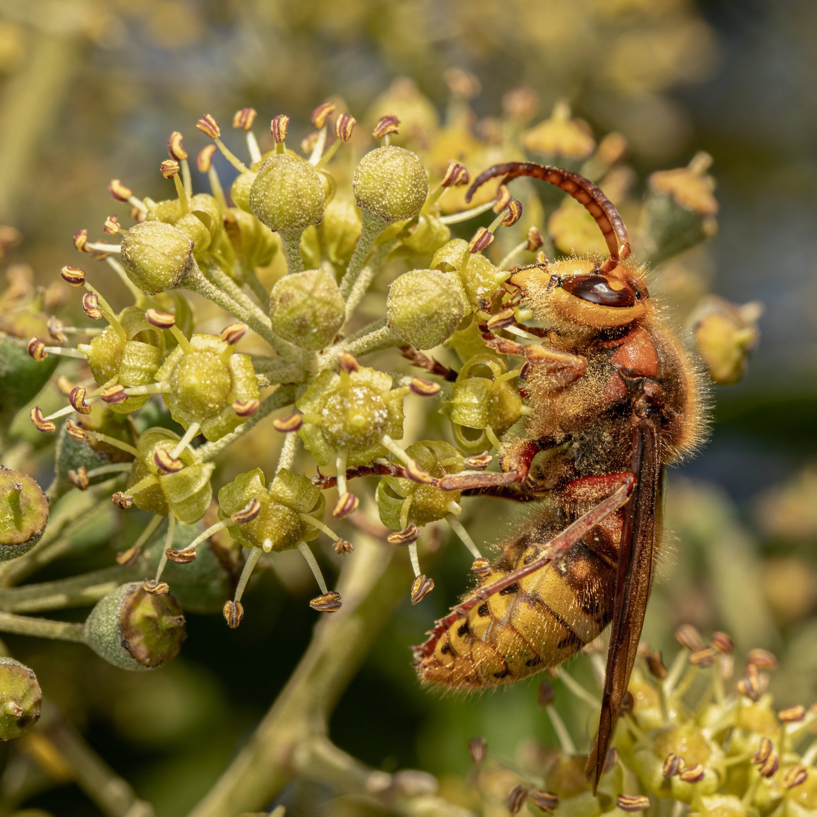 Macro & Insects