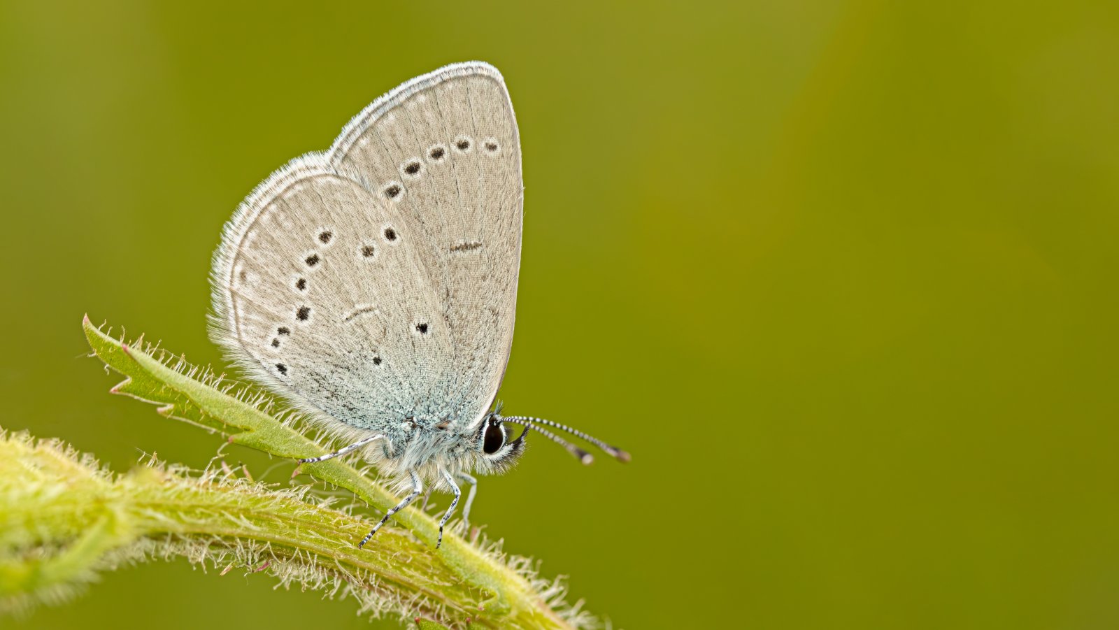 Macro & Insects