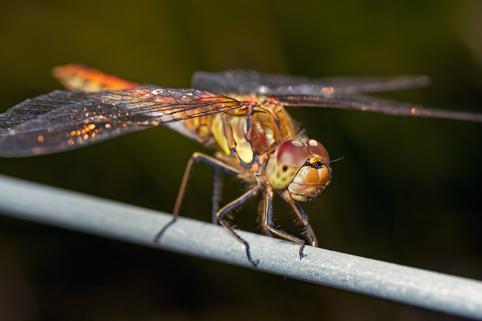 Macro & Insects