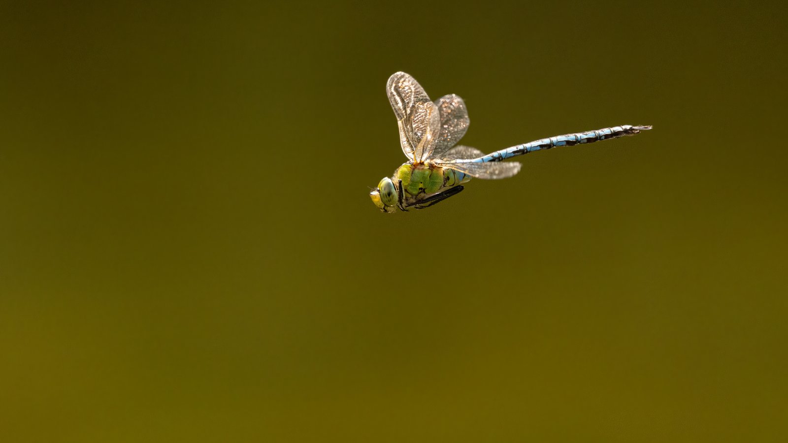 Macro & Insects