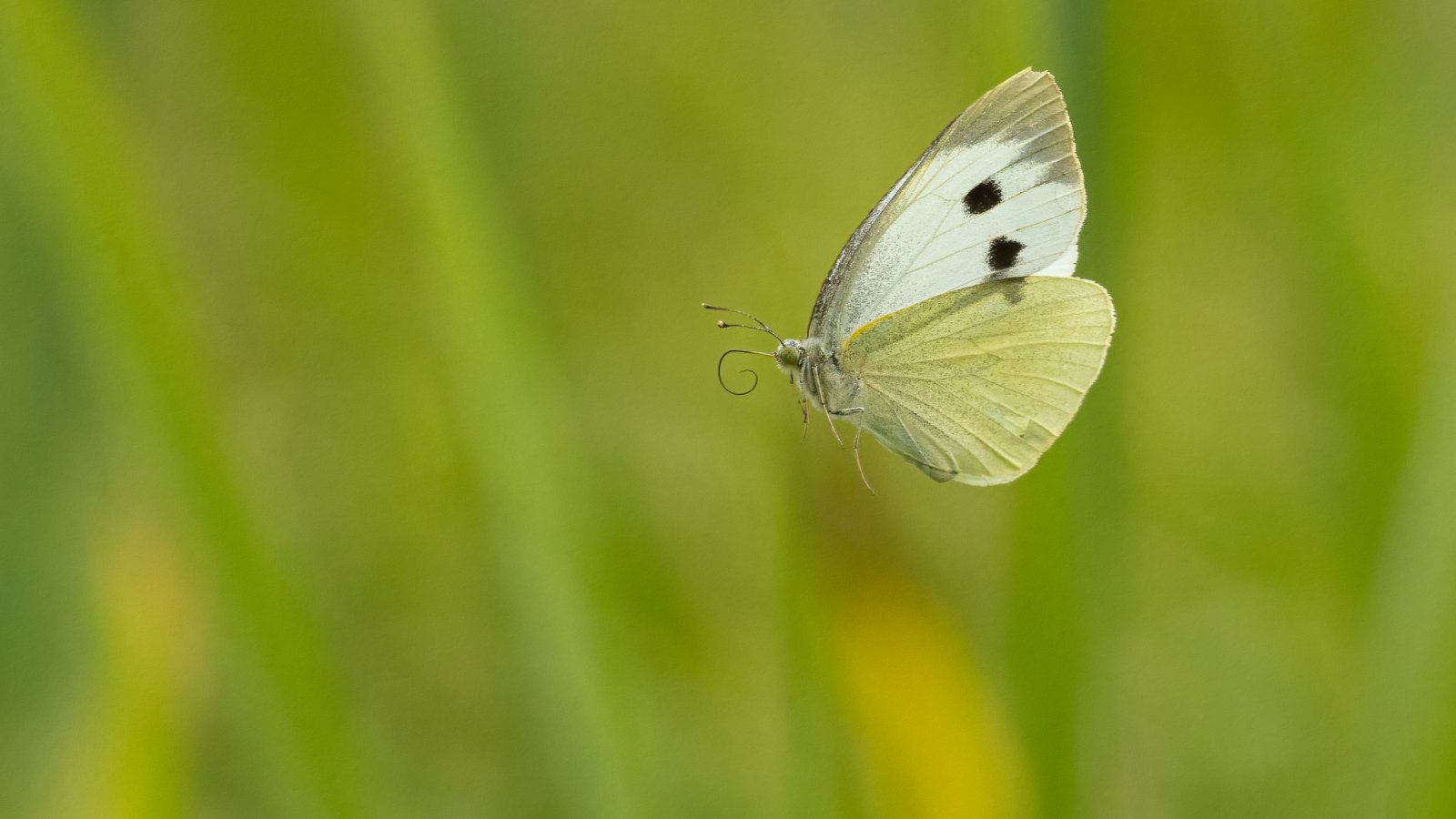 Macro & Insects