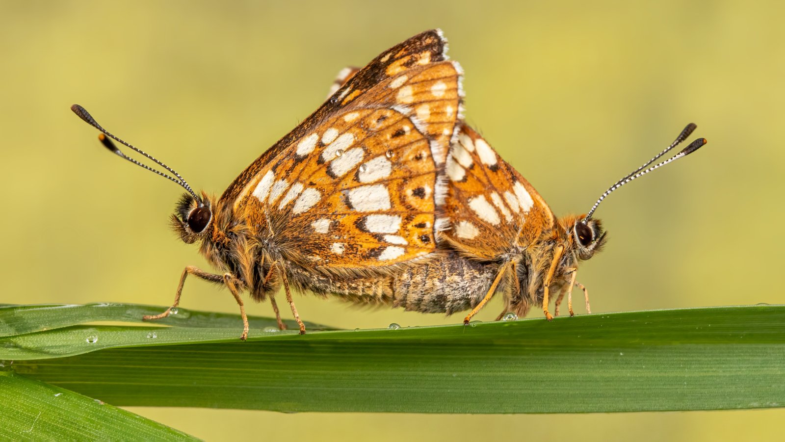 Macro & Insects